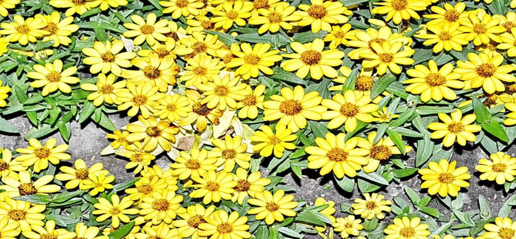 yellow flower groundcover,